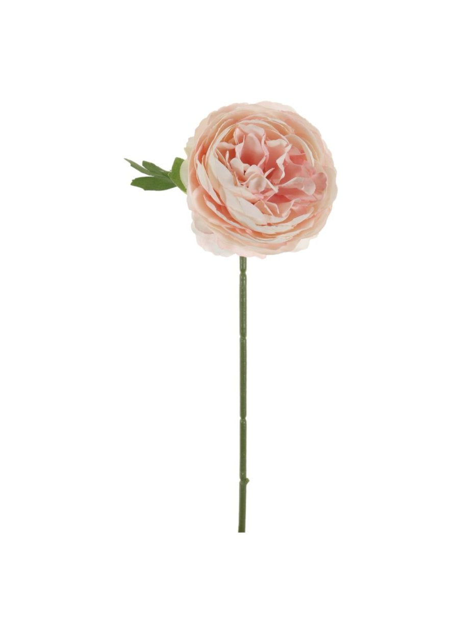 Mini Ranunculus