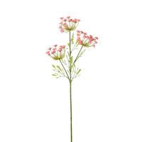 Cow Parsley Spray