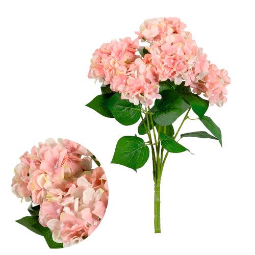 Mophead Hydrangea Bunch