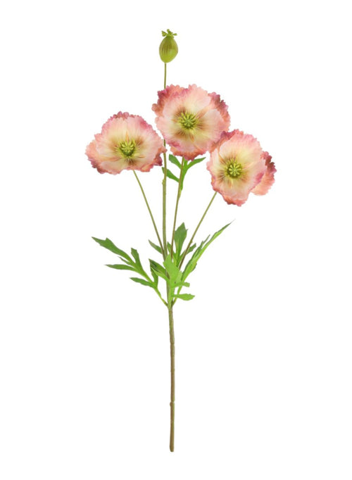 Grand Oriental Poppy