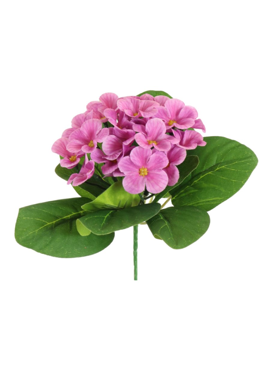 African Primrose African Violet - Lotus Imports Limited – Lotus Imports Ltd