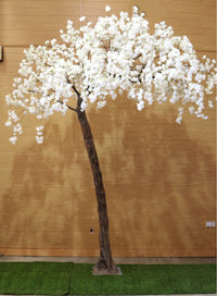 Weeping Cherry Blossom Branch