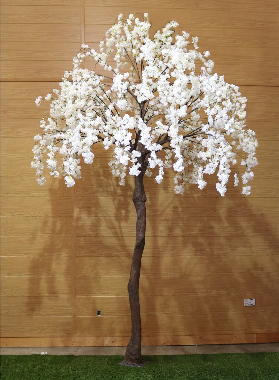 Weeping Cherry Blossom Branch
