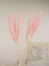 Reed Pampas Bunch (10x Stems)