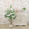 Camellia Tree 110cm