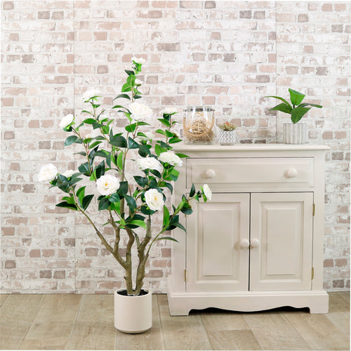 Camellia Tree 110cm