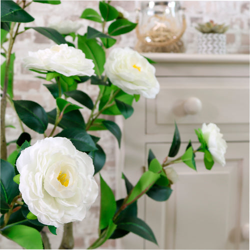 Camellia Tree 110cm