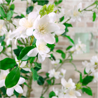 Matilda Blossom Tree 130cm