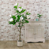 Magnolia Tree 125cm