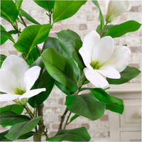 Magnolia Tree 125cm