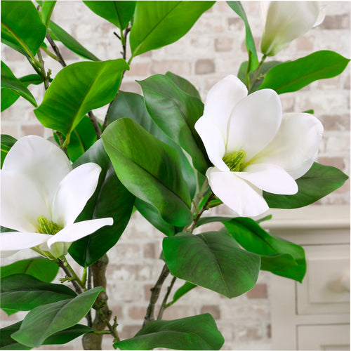 Magnolia Tree 125cm
