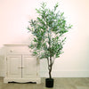 Olive Tree 150cm