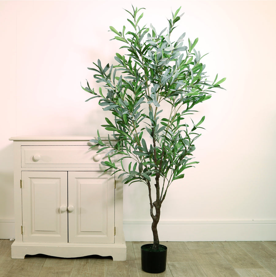 Olive Tree 150cm