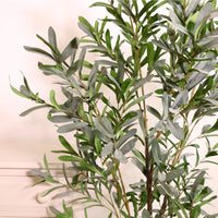 Olive Tree 150cm