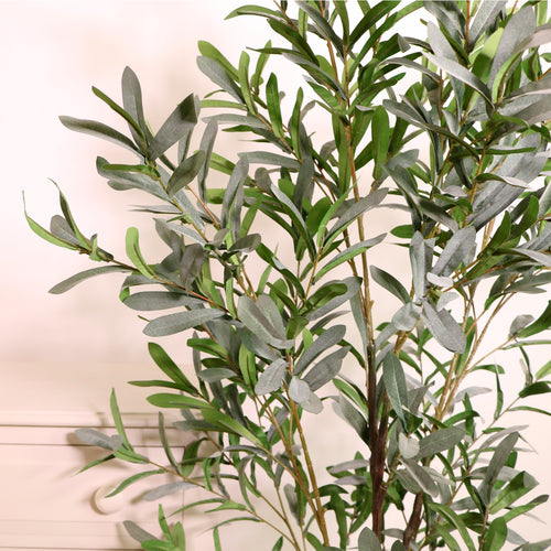 Olive Tree 150cm