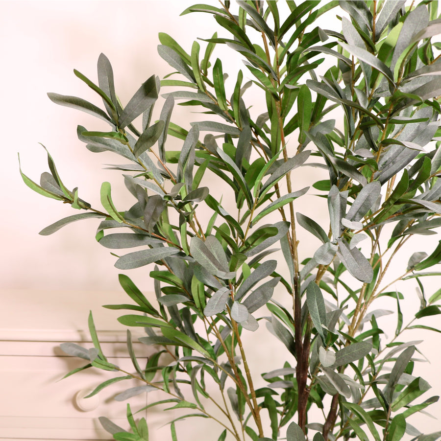 Olive Tree 150cm