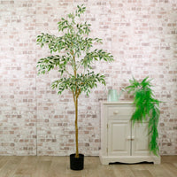 Potted French Ficus Tree Variegated 170cm