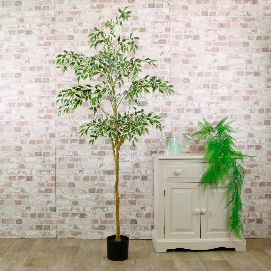 Potted French Ficus Tree Variegated 170cm