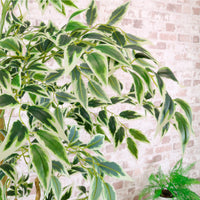 Potted French Ficus Tree Variegated 170cm