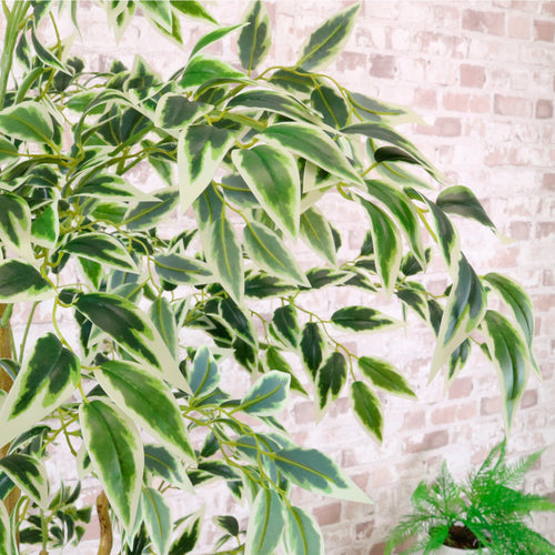 Potted French Ficus Tree Variegated 170cm