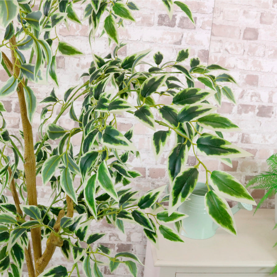 Potted French Ficus Tree Variegated 170cm