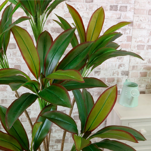 Potted Red Iron Leaf Tree 170cm