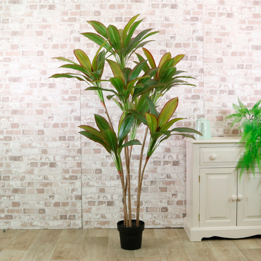 Potted Red Iron Leaf Tree 170cm