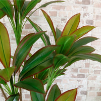 Potted Red Iron Leaf Tree 170cm