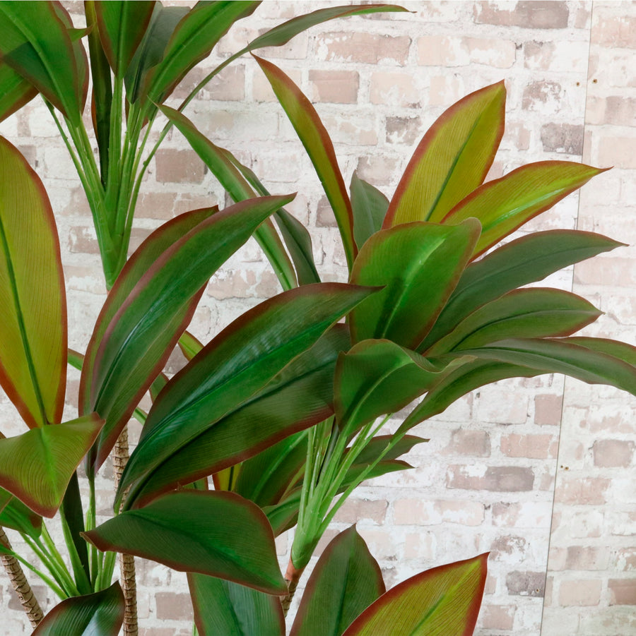 Potted Red Iron Leaf Tree 170cm