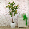 Potted Red Iron Leaf Tree 170cm