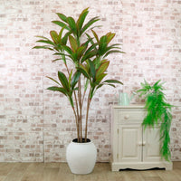 Potted Red Iron Leaf Tree 170cm
