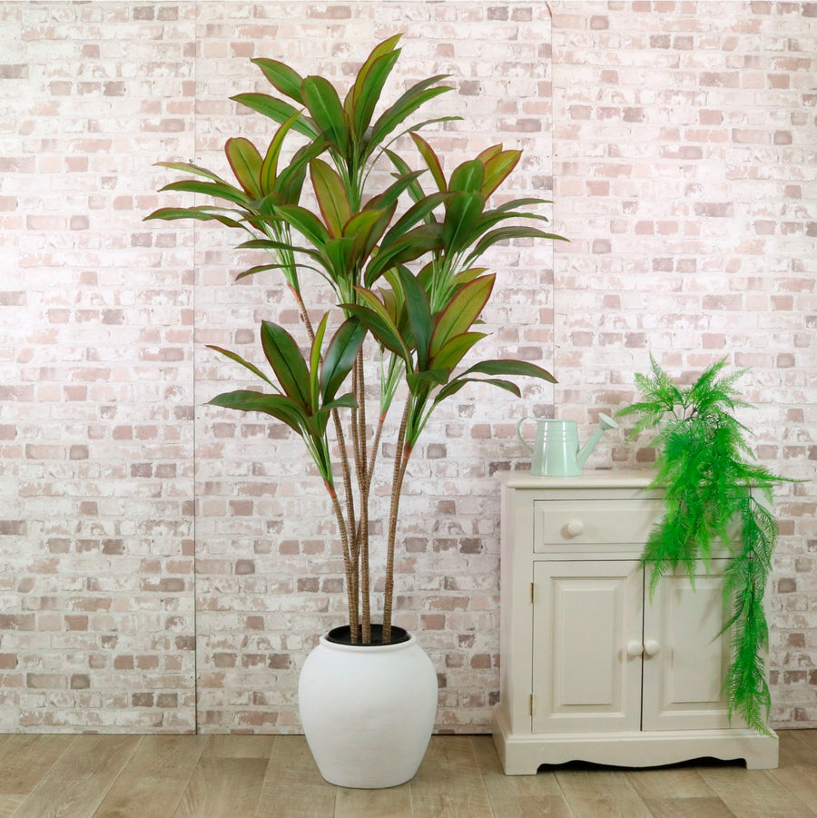 Potted Red Iron Leaf Tree 170cm