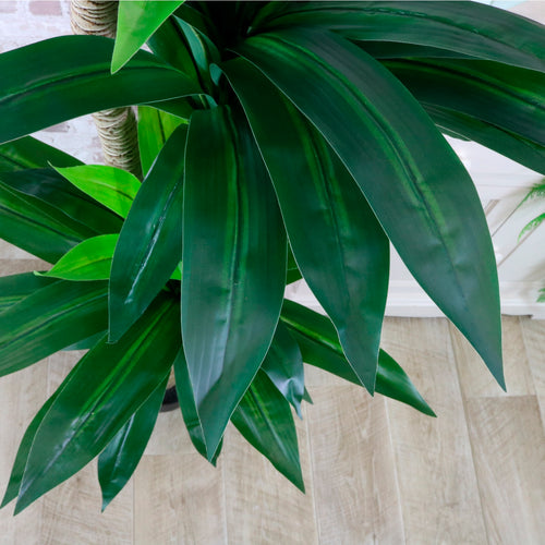Potted Yucca Tree 160cm