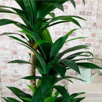 Potted Yucca Tree 160cm