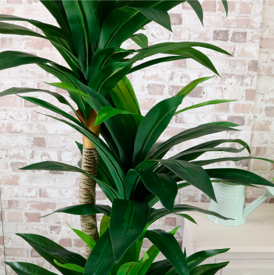Potted Yucca Tree 160cm