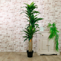 Potted Yucca Tree 160cm