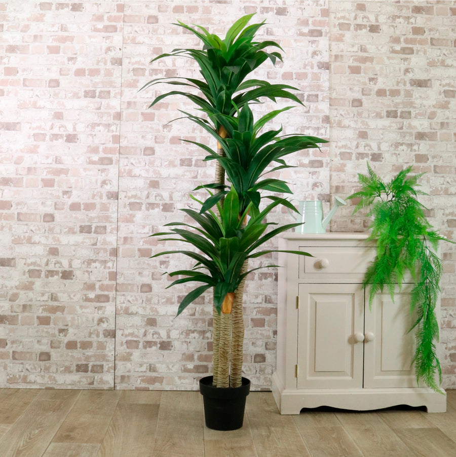 Potted Yucca Tree 160cm