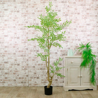 Potted French Ficus Spray Tree Variegated 180cm