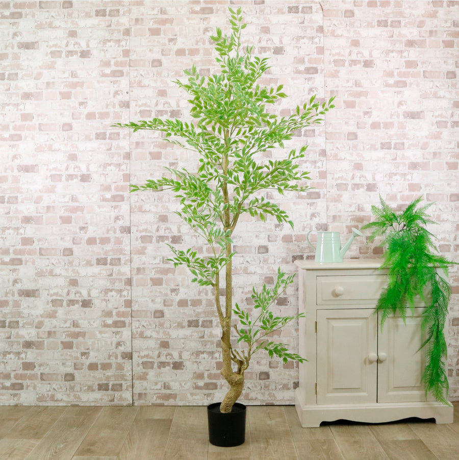 Potted French Ficus Spray Tree Variegated 180cm