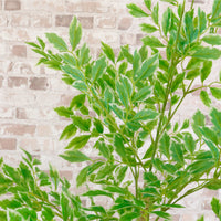 Potted French Ficus Spray Tree Variegated 180cm