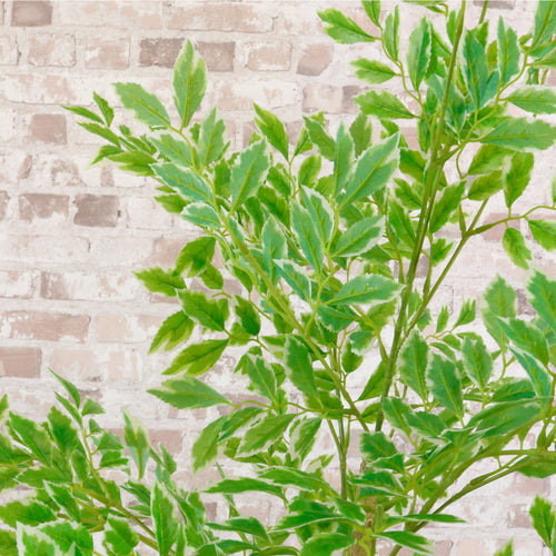 Potted French Ficus Spray Tree Variegated 180cm