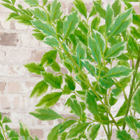 Potted French Ficus Spray Tree Variegated 180cm