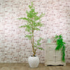 Potted French Ficus Spray Tree Variegated 180cm