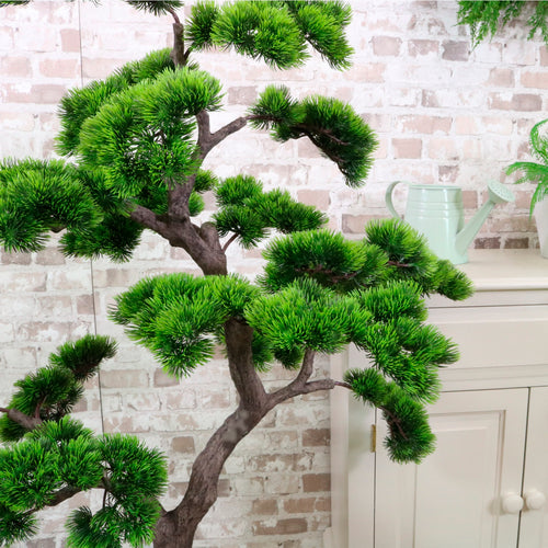 Welcome Pine Bonsai 120cm