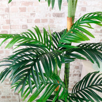 Kentia Palm 120cm