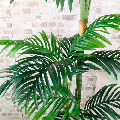 Kentia Palm 120cm