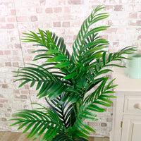 Kentia Palm 120cm