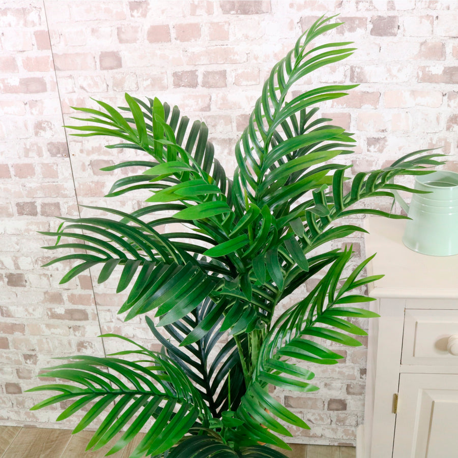 Kentia Palm 120cm