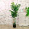 Kentia Palm 120cm