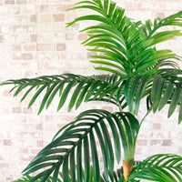 Kentia Palm 120cm